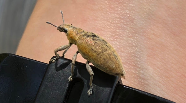 虫の目